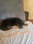 Purebred Rottweiler bob tails Carousel 11