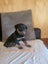 Purebred Rottweiler bob tails Carousel 12