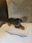 Purebred Rottweiler bob tails Carousel 13
