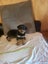 Purebred Rottweiler bob tails Carousel 10