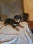 Purebred Rottweiler bob tails Carousel 8