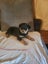 Purebred Rottweiler bob tails Carousel 7