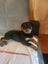 Purebred Rottweiler bob tails Carousel 6