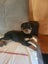 Purebred Rottweiler bob tails Carousel 5
