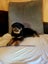Purebred Rottweiler bob tails Carousel 4