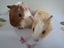 Baby Guinea Pig Brothers - Selling together - $70 pair - Pick Up Miramar Carousel 1