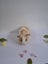 Baby Guinea Pig Brothers - Selling together - $70 pair - Pick Up Miramar Carousel 3