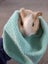 Baby Guinea Pig Brothers - Selling together - $70 pair - Pick Up Miramar Carousel 5
