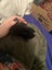 Purebred minilops 1 boy 1 girl Carousel 6