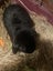 Purebred minilops 1 boy 1 girl Carousel 9