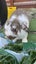 Purebred minilops 1 boy 1 girl Carousel 10