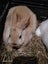 Mini rex x dutch kits Carousel 5