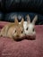 Mini rex x dutch kits Carousel 1