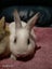 Mini rex x dutch kits Carousel 6
