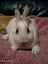 Mini rex x dutch kits Carousel 2