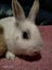 Mini rex x dutch kits Carousel 7