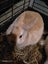 Mini rex x dutch kits Carousel 8