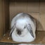 Minilop Rabbit Carousel 1