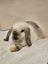 Minilop Rabbit Carousel 5