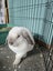 Minilop Rabbit Carousel 3