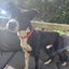 Kehua - Collie X - BOI Animal Rescue Trust Carousel 3