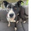 Kehua - Collie X - BOI Animal Rescue Trust Carousel 1