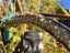 Unusual Vintage Taxidermy STING RAY # BARB & TAIL Carousel 2