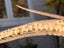 Unusual Vintage Taxidermy STING RAY # BARB & TAIL Carousel 7