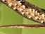Unusual Vintage Taxidermy STING RAY # BARB & TAIL Carousel 9