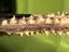 Unusual Vintage Taxidermy STING RAY # BARB & TAIL Carousel 10