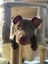 RIDGE - Ridgeback Mix Rescue Puppy Carousel 2