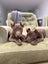 RIDGE - Ridgeback Mix Rescue Puppy Carousel 4