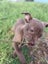 RIDGE - Ridgeback Mix Rescue Puppy Carousel 5