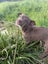 RIDGE - Ridgeback Mix Rescue Puppy Carousel 6
