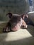 RIDGE - Ridgeback Mix Rescue Puppy Carousel 8