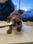 RIDGE - Ridgeback Mix Rescue Puppy Carousel 10