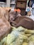 RIDGE - Ridgeback Mix Rescue Puppy Carousel 11