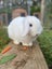 Purebred Minilop White Rabbit - Female Carousel 1