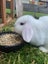 Purebred Minilop White Rabbit - Female Carousel 2
