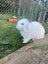 Purebred Minilop White Rabbit - Female Carousel 3