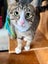 Kitty Kingdom - SCOUT Carousel 2