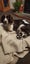 Springer Spaniel Puppies. Carousel 10