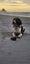 Springer Spaniel Puppies. Carousel 12