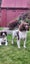 Springer Spaniel Puppies. Carousel 13
