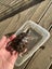 Reeves Turtle. Carousel 1