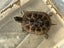 Reeves Turtle. Carousel 4