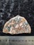 Petrified wood slice Carousel 3