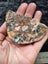 Petrified wood slice Carousel 4