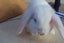 Pure Bred Mini Lop Babies Carousel 17