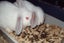 Pure Bred Mini Lop Babies Carousel 5